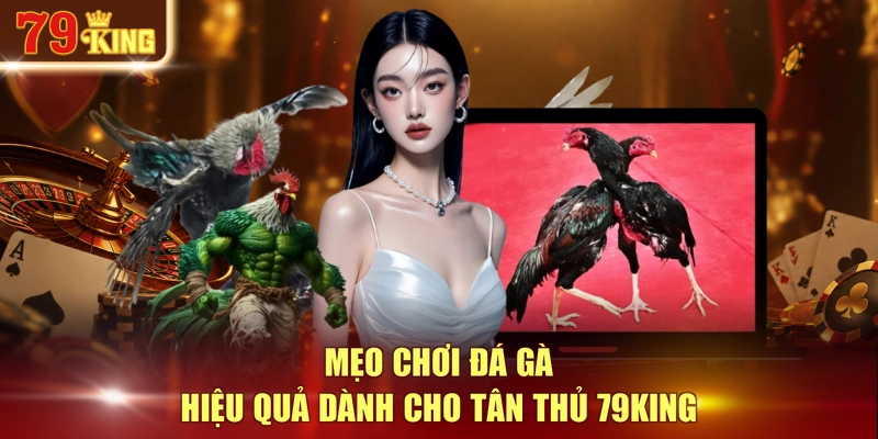 Mẹo chơi đá gà hiệu quả dành cho tân thủ 79KING